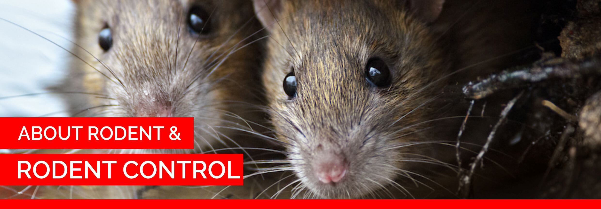 about-rodent-and-rodent-control-menubar-banner